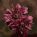 Flower, low quality