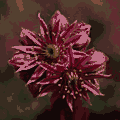 Flower, low quality